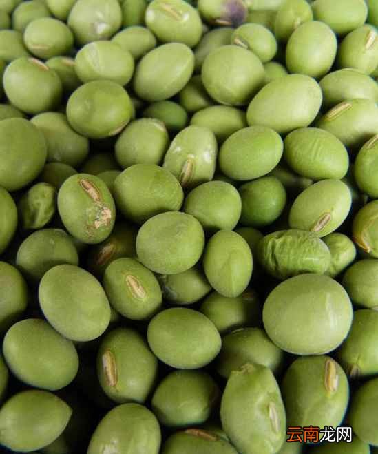 青豆和毛豆的区别 毛豆、青豆、黄豆的演变