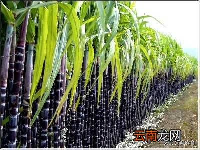 甘蔗什么时候种植好 哪里的甘蔗最出名