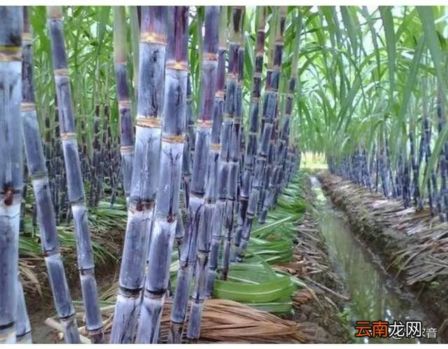 甘蔗什么时候种植好 哪里的甘蔗最出名