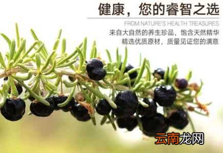 你需要知道的黑枸杞 黑枸杞是热性还是凉性