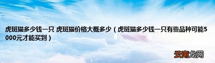 虎斑猫多少钱一只有些品种可能5000元才能买到 虎斑猫多少钱一只 虎斑猫价格大概多少