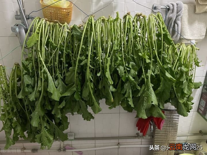 梅干菜到底是用什么菜做的 梅菜是什么菜