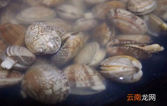 花甲用盐水泡了会死吗 花甲应忌用淡水泡养