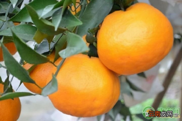 秋沙糖桔与普通沙糖桔区别 砂糖橘和沙糖桔区别
