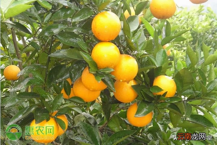 秋沙糖桔与普通沙糖桔区别 砂糖橘和沙糖桔区别
