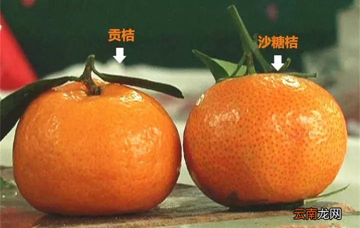 砂糖橘和贡橘的区别你知道吗 贡桔和沙糖桔的区别
