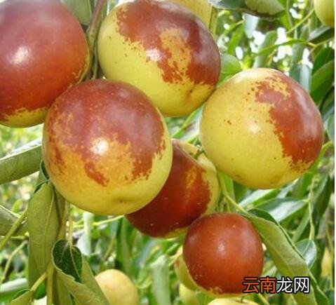 冬枣的益处有哪些 冬枣是凉性的还是热性的