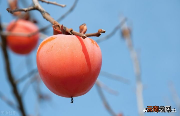 一招教你吃到又甜又脆的柿子 硬柿子怎么弄又甜又脆