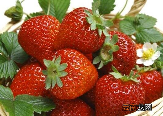 吃草莓好处竟有这么多 女人吃草莓好处和坏处