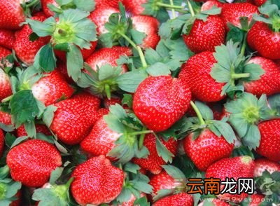 春季草莓吃多易导致这些疾病 吃草莓的坏处