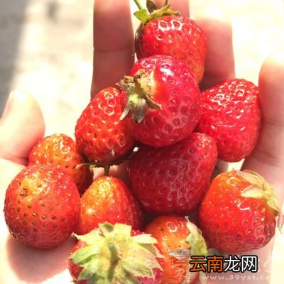 春季草莓吃多易导致这些疾病 吃草莓的坏处