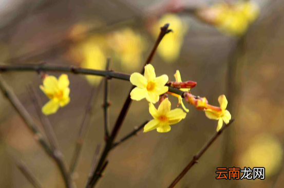躲春同一个属相还要分开吗-躲春同一个属相能在一起吗