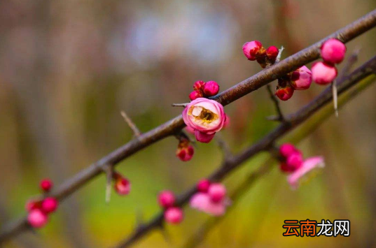 躲春可以上厕所吗-躲春的时候可以拉屎吗