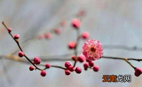躲春可以上厕所吗-躲春的时候可以拉屎吗