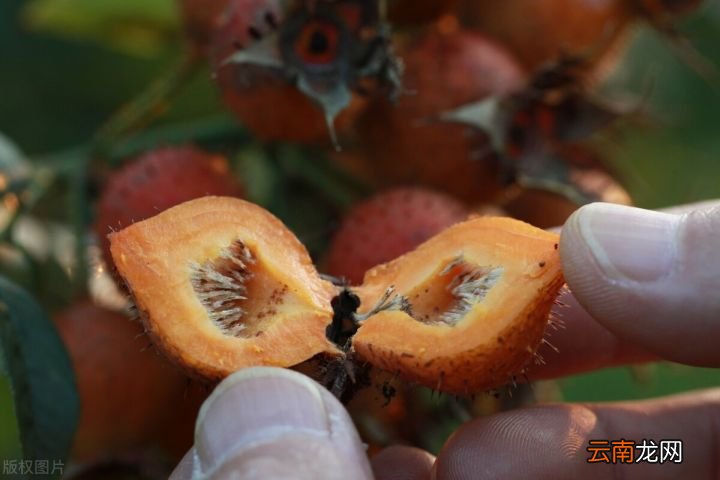 十种维C高的常见水果 维生素c的水果有哪些