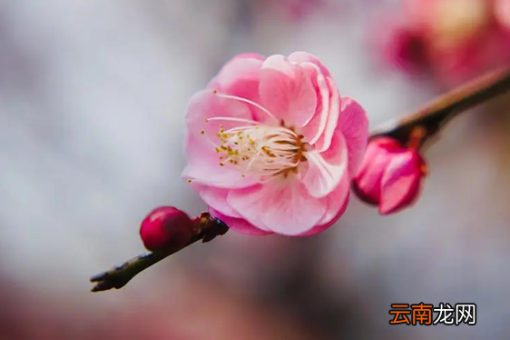 躲春可以健身做运动吗-躲春可以练瑜伽吗
