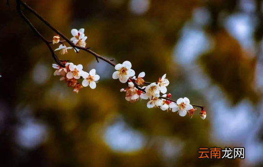 躲春可以健身做运动吗-躲春可以练瑜伽吗