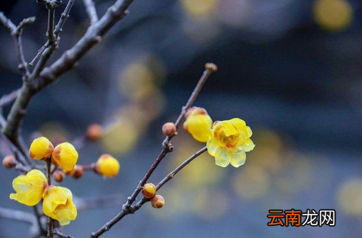 躲春可以做美甲吗-躲春可以剪指甲吗