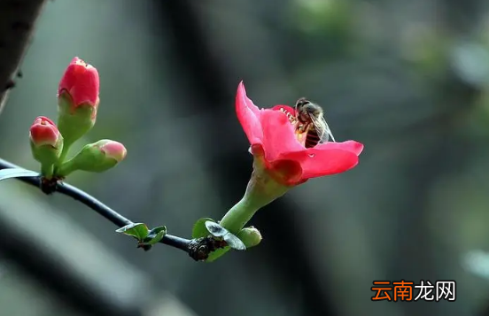 躲春可以做美甲吗-躲春可以剪指甲吗