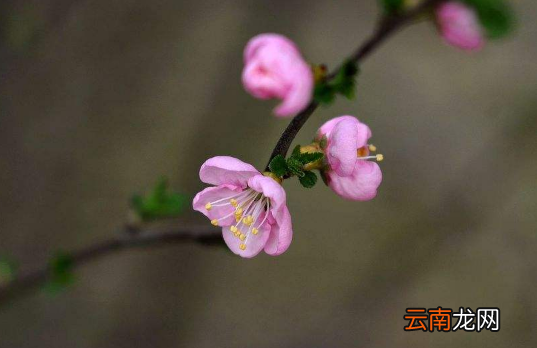 躲春可以带手表吗-躲春可以定闹钟吗