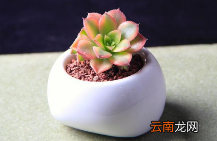 多肉植物怎么养胖2022-多肉幼苗怎么养长得快