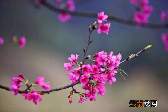 躲春可以听相声吗-躲春可以听评书吗