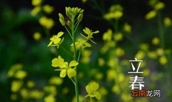 躲春可以听相声吗-躲春可以听评书吗