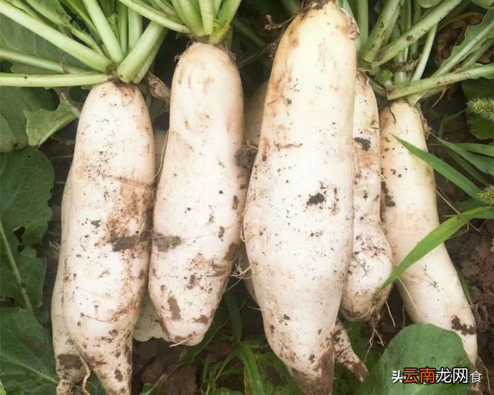 涮火锅必放的8种蔬菜 火锅配菜有哪些