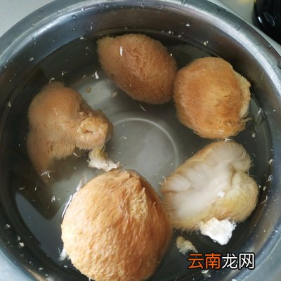 简单好吃的猴头菇炖排骨 猴头菇和什么煲汤最好