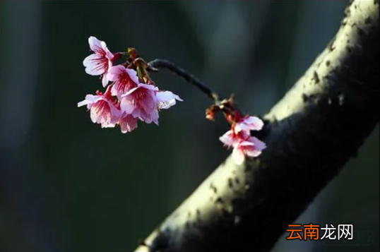 躲春的时候可以说话吗-躲春的时候大声说话了怎么办