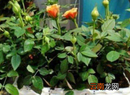 蚕粑粑能养花吗-蚕屎养花如何发酵