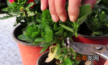 蚕粑粑能养花吗-蚕屎养花如何发酵