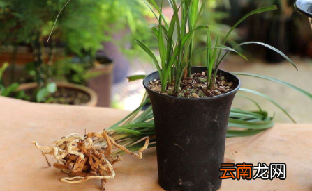 蚕粑粑能养花吗-蚕屎养花如何发酵