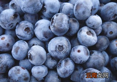 蓝莓外面白色的能吃吗,新鲜蓝莓可以冷冻吗