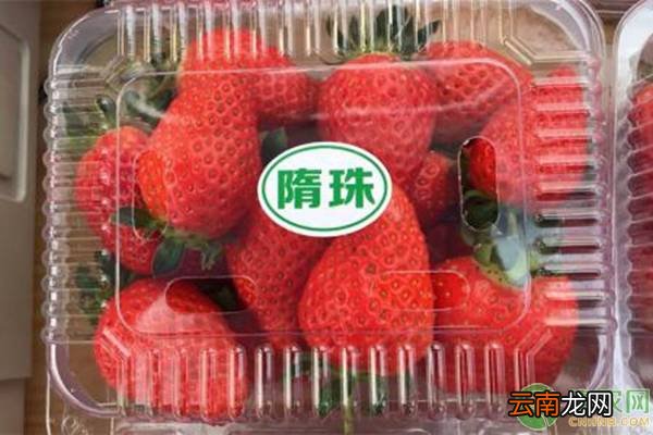 哪个品种草莓最甜 草莓哪个品种好吃又甜