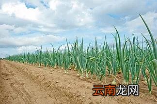 洋葱牛肉馅儿大包子 牛肉包包子配什么菜好