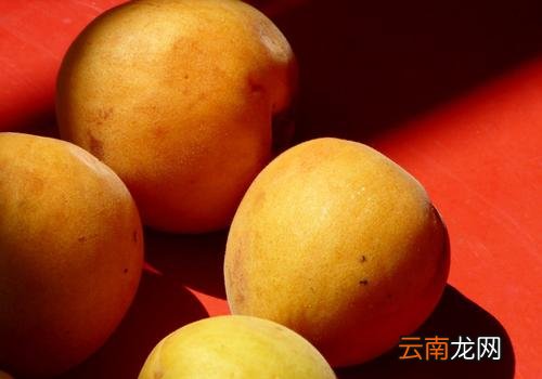 杏子可以放冰箱吗,杏子吃多了会上火吗
