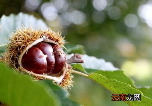 炒熟的板栗可以放多久,熟板栗的保存方法有哪些
