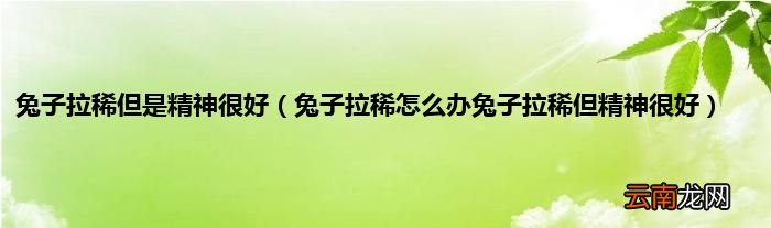 兔子拉稀怎么办兔子拉稀但精神很好 兔子拉稀但是精神很好