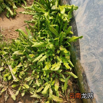 比海鲜还鲜的荠菜馅饺子 荠菜饺子馅怎么调才好吃