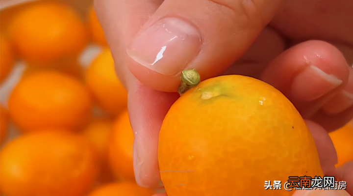 秋冬必备的金桔膏教程 金桔膏的正确做法