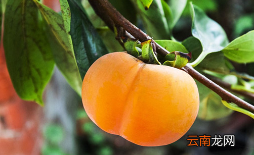 柿子是酸性还是碱性 柿饼是酸性还是碱性食物