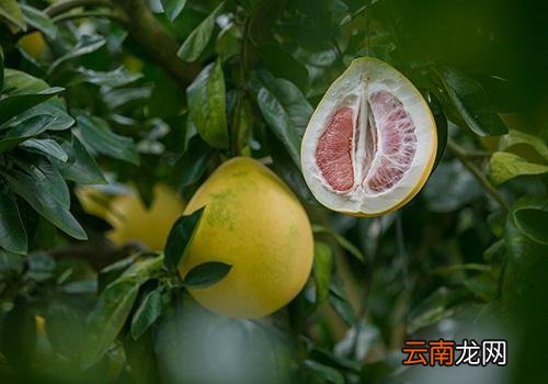 柚子皮洗澡有什么用,柚子皮洗澡去晦气