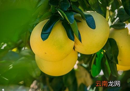 柚子皮洗澡有什么用,柚子皮洗澡去晦气