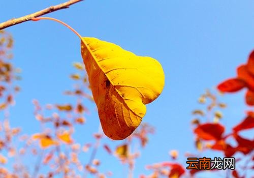 秋分后天气还热吗,秋分后的第一个节气