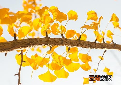 秋分后天气还热吗,秋分后的第一个节气