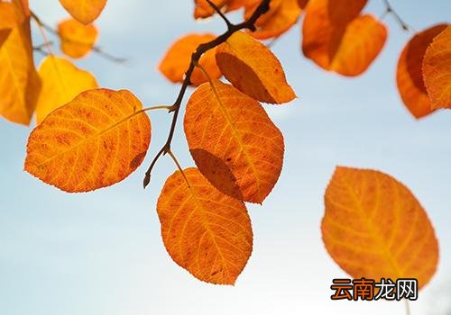 秋分后天气还热吗,秋分后的第一个节气