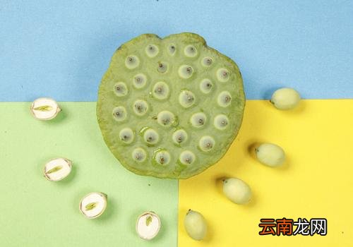 新鲜莲子可以放冰箱吗,新鲜莲子可以冷冻吗