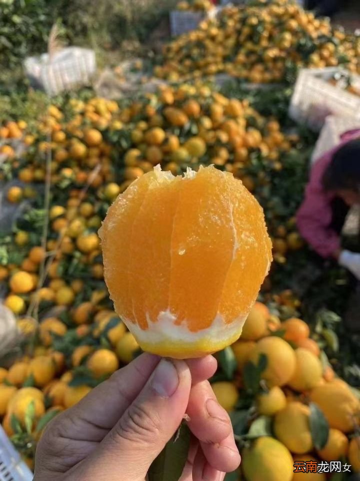吃赣南脐橙会上火吗 橙子吃多了会上火吗