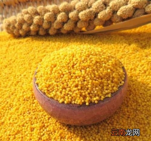小米粥会养胃吗